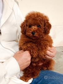 Barboncino Toy Red con pedigree 