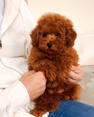 Barboncino Toy Red con pedigree 