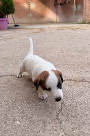 Jack Russel