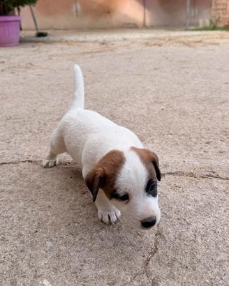 Jack Russel