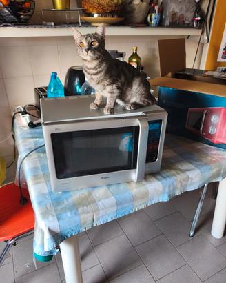 forno microonde Whirpool 
