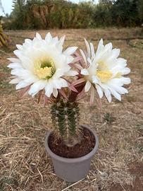 TRICHOCEREUS CANDICANS