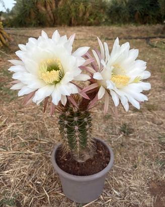 TRICHOCEREUS CANDICANS