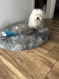 Maschio di Coton de Tulear per accoppiamento