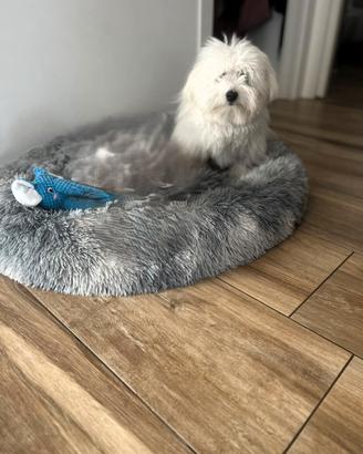 Maschio di Coton de Tulear per accoppiamento
