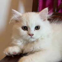 Gattini persiani bianchi