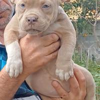 American bully