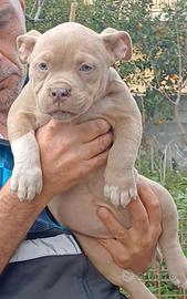 American bully