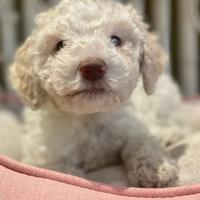 Cucciola di lagotto