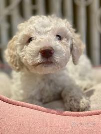 Cucciola di lagotto