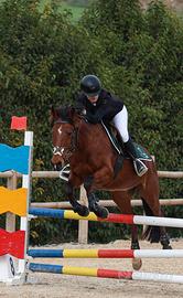  Cavallo pony 148 cm