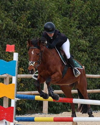  Cavallo pony 148 cm
