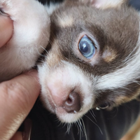 Chihuahua pelo raso bianco-cioccolato
