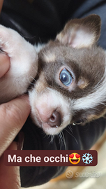 Chihuahua pelo raso bianco-cioccolato