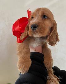 Cuccioli cocker spaniel