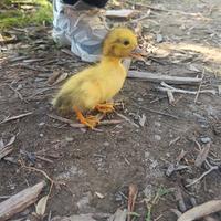 Anatroccoli anatra muta