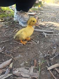 Anatroccoli anatra muta