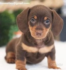 Bassotto Toy femmina