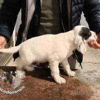 Cuccioli Setter Inglese Altissima Genealogia