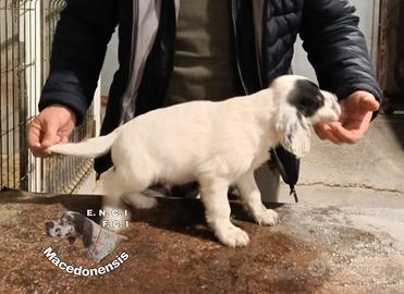 Cuccioli Setter Inglese Altissima Genealogia