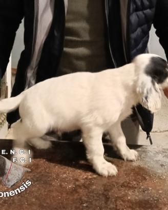 Cuccioli Setter Inglese Altissima Genealogia