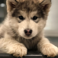 Alaskan Malamute
