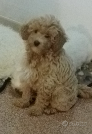 Cani in animali Puglia