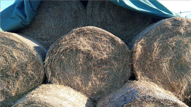 Balle di fieno bio certificato