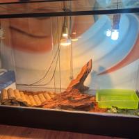 Iguana con teca