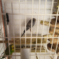 Animali