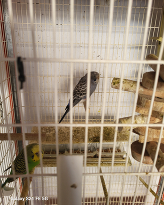 Animali