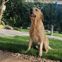 Labrador maschio per monta