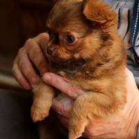 Cucciolo di chihuahua