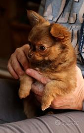 Cucciolo di chihuahua