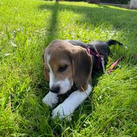 Cucciola Beagle