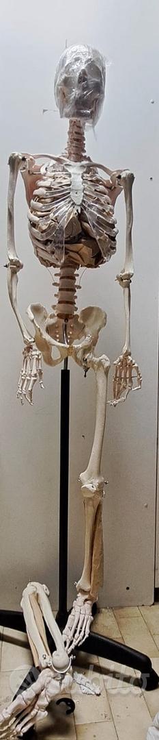 LBYLYH Sviluppo Dello Scheletro Fetale Modello Anatomico 9 Ème Bambino Mese Embryo Modello Mini Modello Di Studio - Foto 3