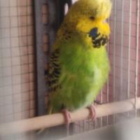 Coppie di cocorite inglese