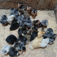 Pulcini e copie germano reale