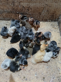 Pulcini e copie germano reale