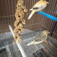 Canarini novelli 2026