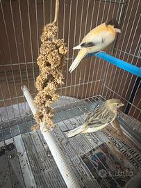 Canarini novelli 2026