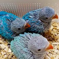 Pulli parrocchetto dal collare