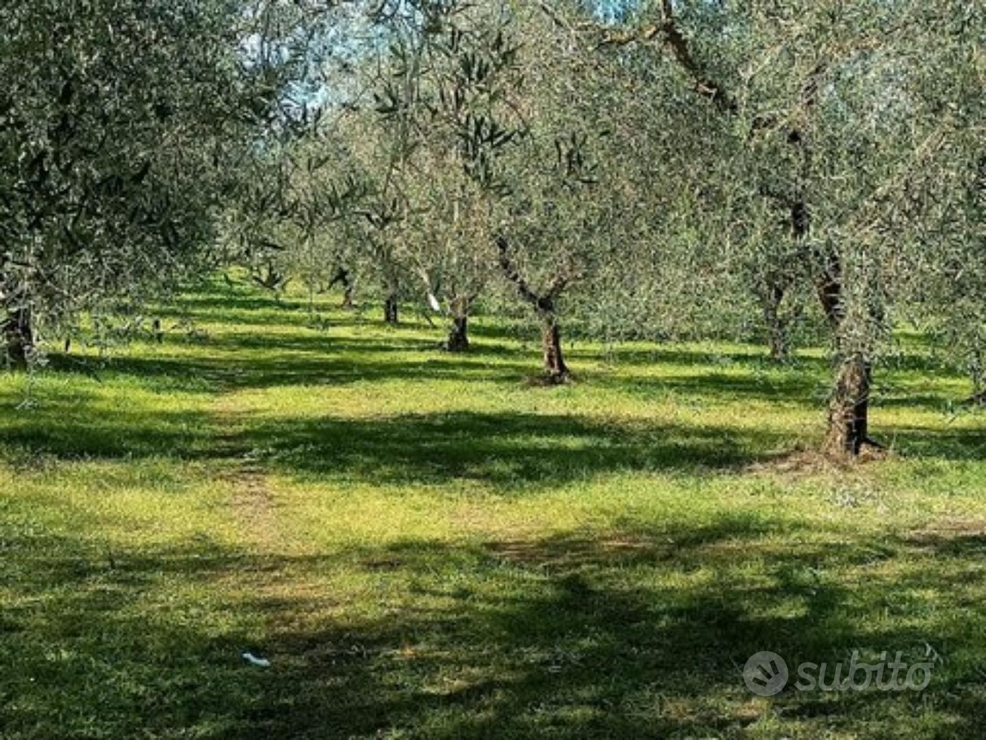 Oliveto - Vista 2