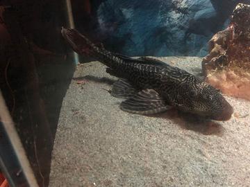 Pleco