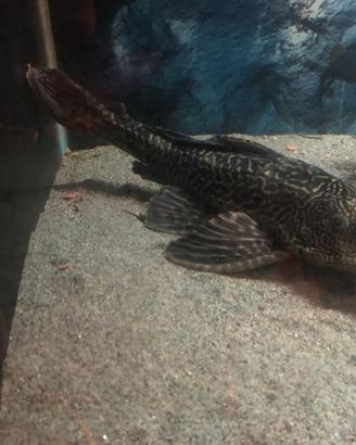 Pleco
