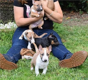 Bull terrier miniature