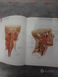 Faringe tavola Netter Atlante Anatomia - Deambulatore Subito
