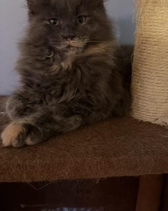 Maine Coon