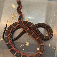 Serpente del grano obsoleta scaleless Texas maschi