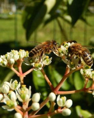 PIANTE DI EVODIA TETRADIUM DANIELLI